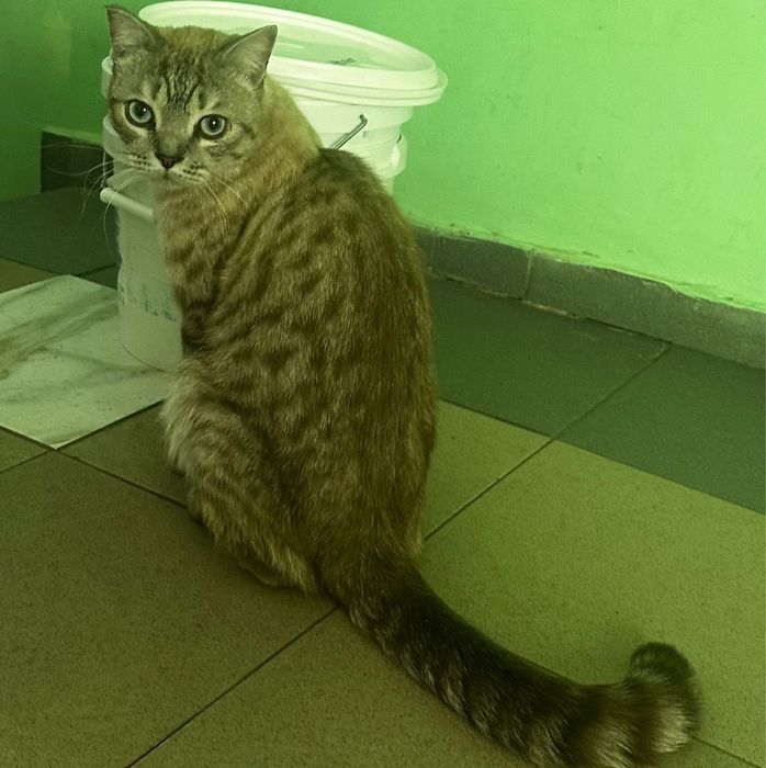 Отдам в добрые руки молодого кота