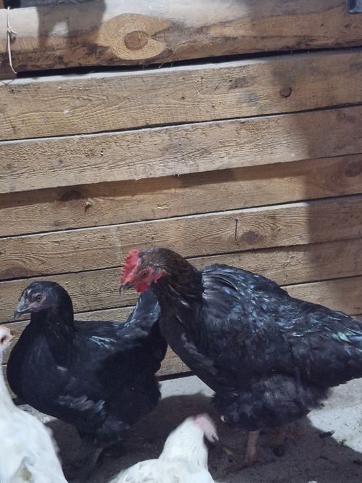 Питух молодой активный