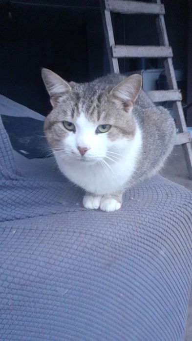 Adoptie donatie pisoi