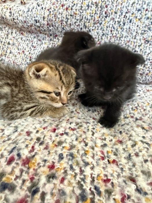 Продам котят в хорошие руки