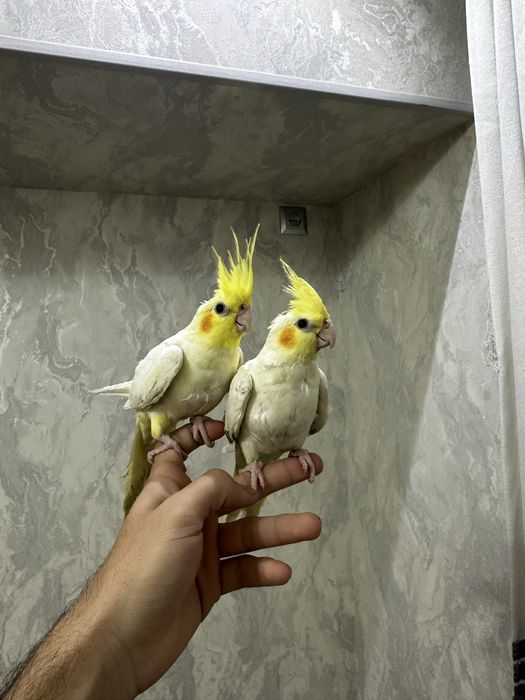 Ruchnoy Karella sotiladi