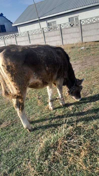 Продам  годовалая телку