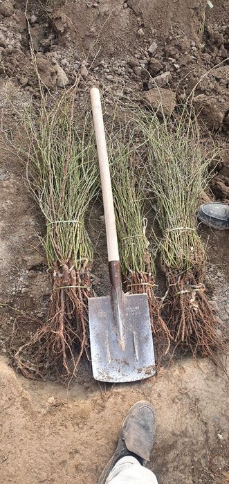 Naʼmatak kuchatlari. Ishonchli .uzunchoq navidan