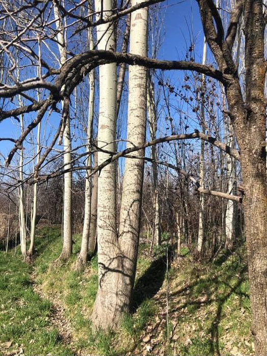 Terak sotiladi ustida gaplashamiz