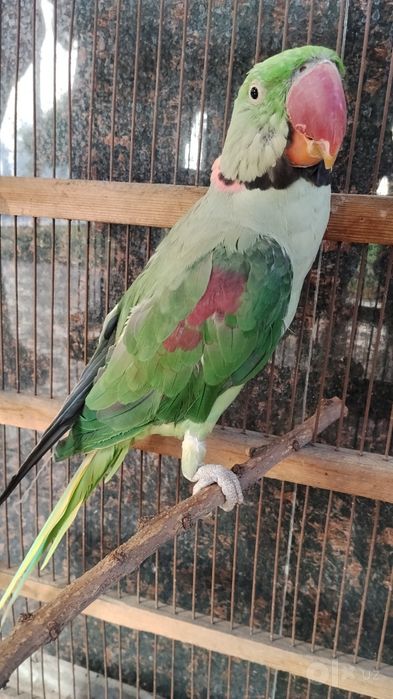 Александрийский попугай