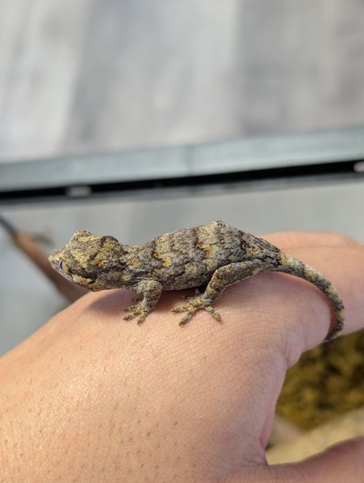 Soparla Gecko Gargoyle