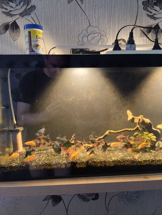 Аквариум панорамный