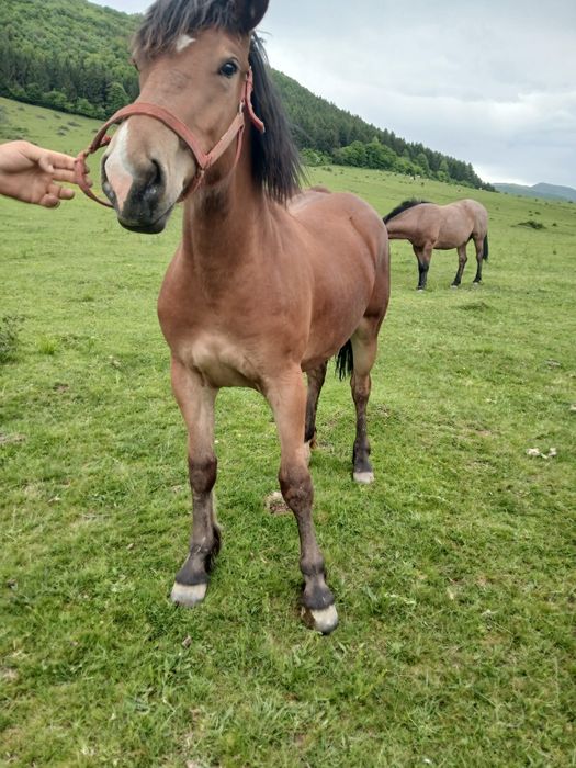 Vând o mânză de un an