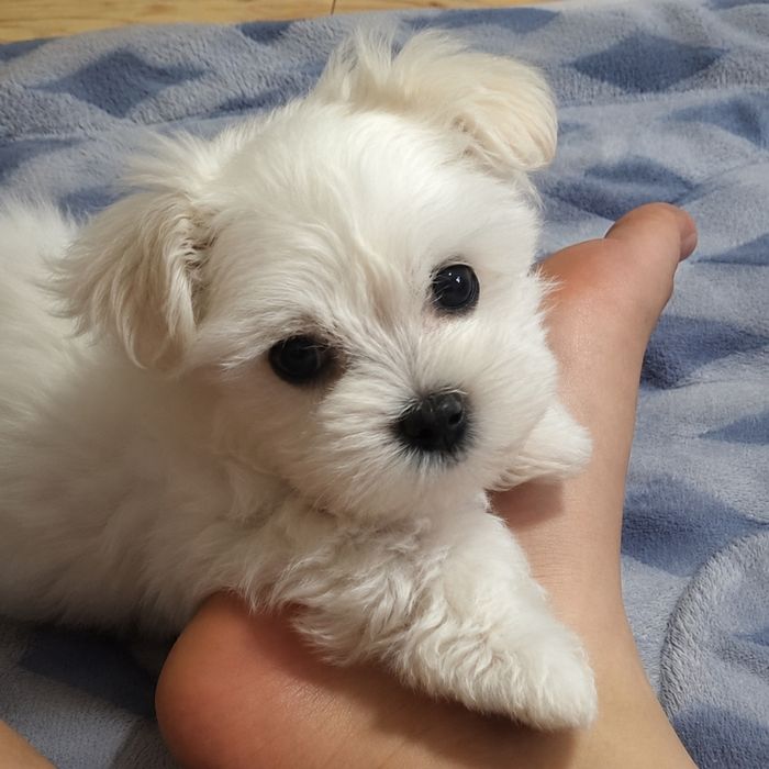 Bichon maltez mini toy