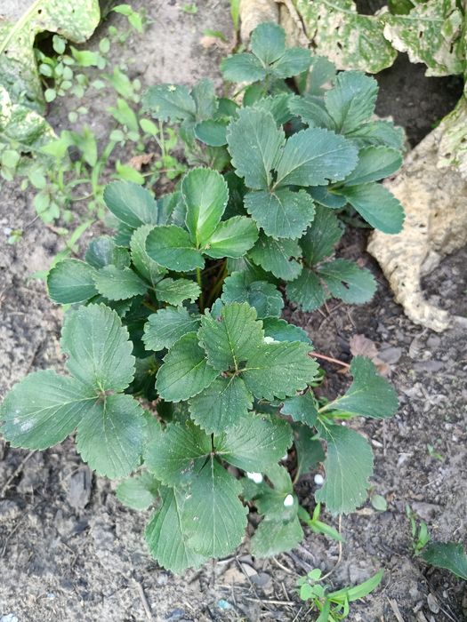 Многоразовая клубника