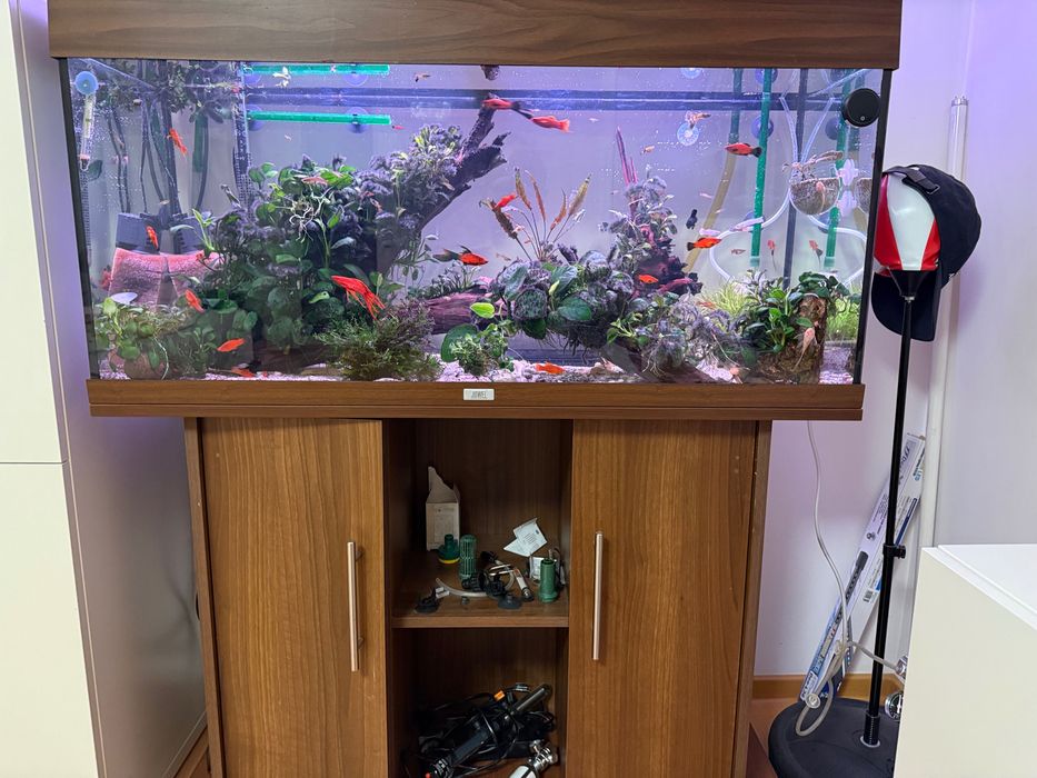 Buturugă cu plante Anubias și Bucephalandra acvariu