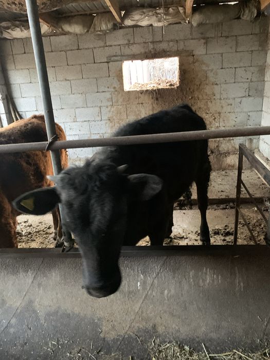 Телочка продам звоните