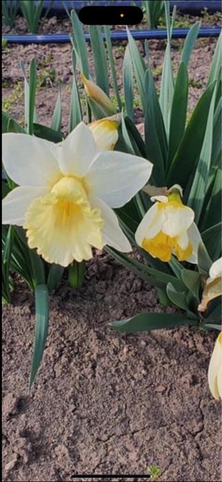 Bulbi dd narcise 50 lei kg