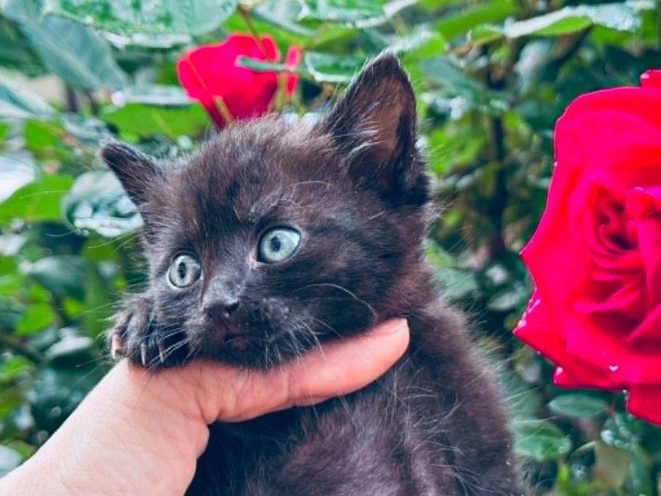 Мъжко/ женско коте търси дом