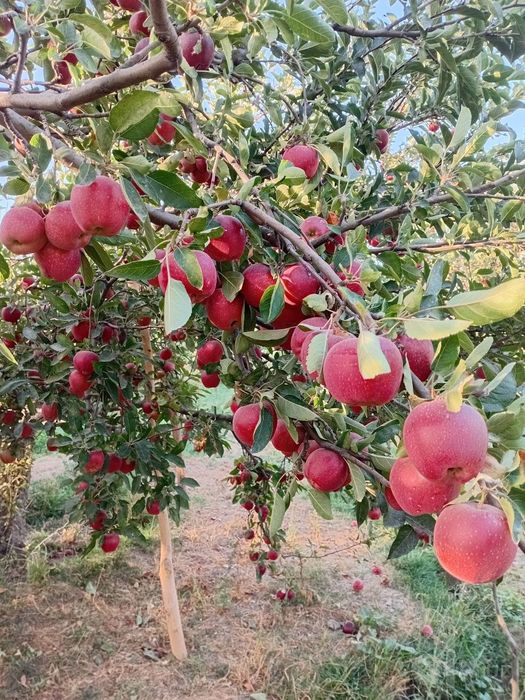 Baxmal Olmasi sotiladi hali shoxidan uzulmagan narxini  kelishamiz