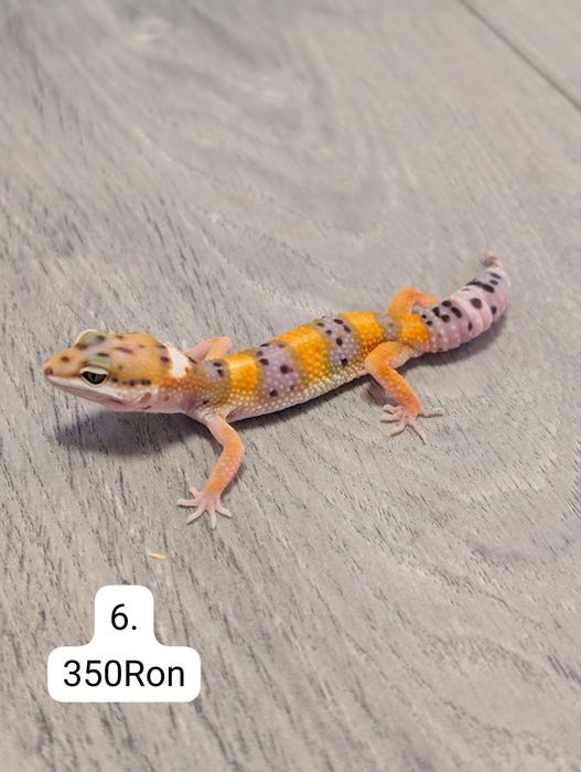 Soparla Gecko Leopard