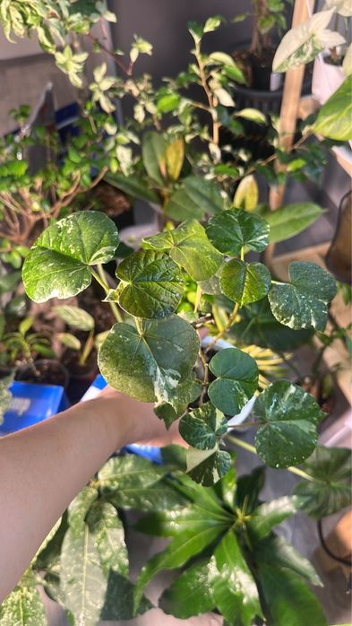 Продажа комнатных растений