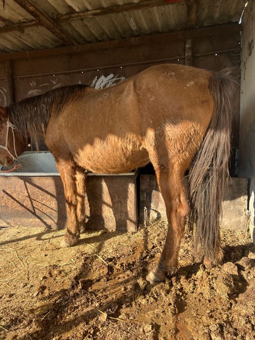 Семиз бие сатылады. Кобыла. Биелер.