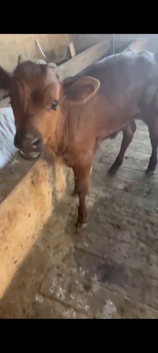 Продам тёлёнка бычок месячный