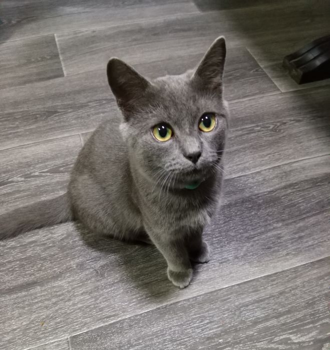 Котёнок мальчик 3-4 месяца.