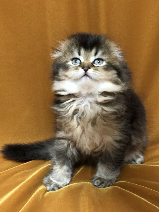 Хайленд фолд девочка