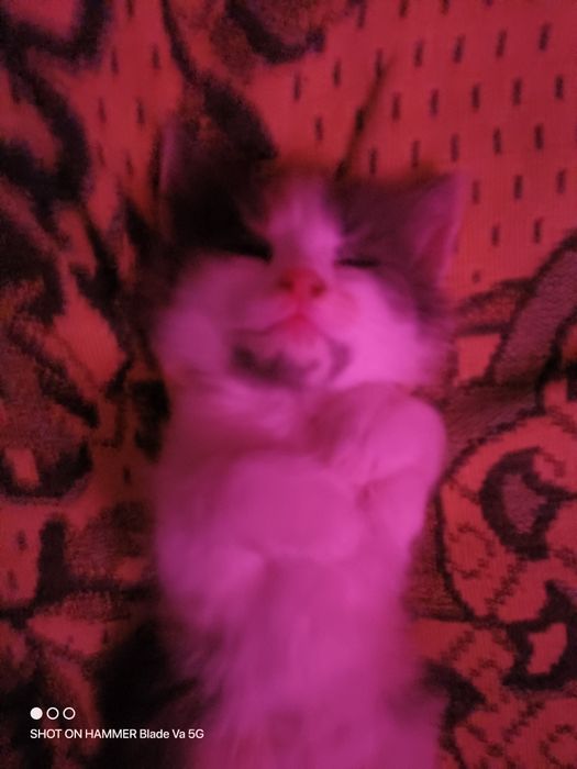 Подарявам котета