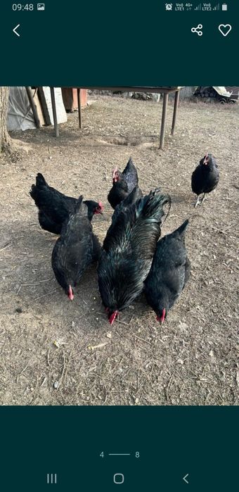 Инкубационные яйца породы Джерсийский Гигант,  600 тг