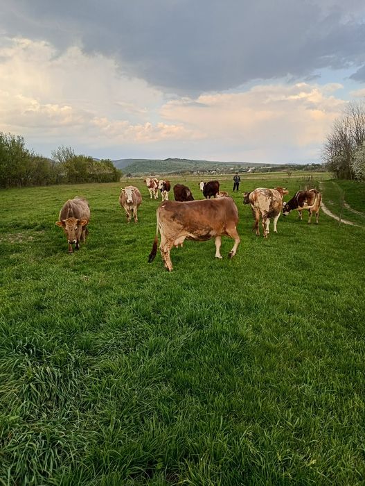 Vând vaci fatatae recent și gestante de noua luni