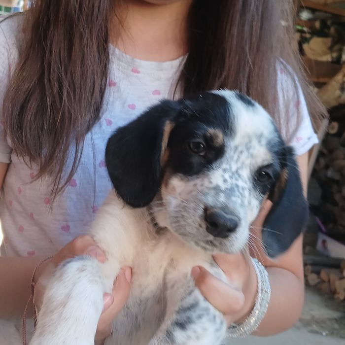Cățeluși spre adopție!