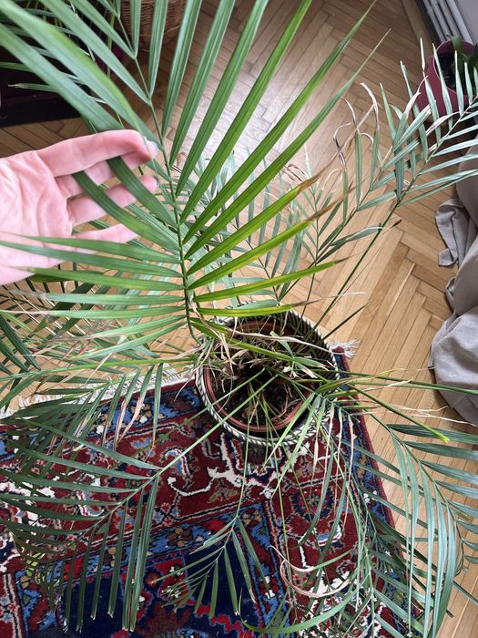 Planta si ghiveci ikea