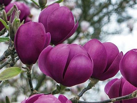 Магнолия “Черно Лале 90-100см