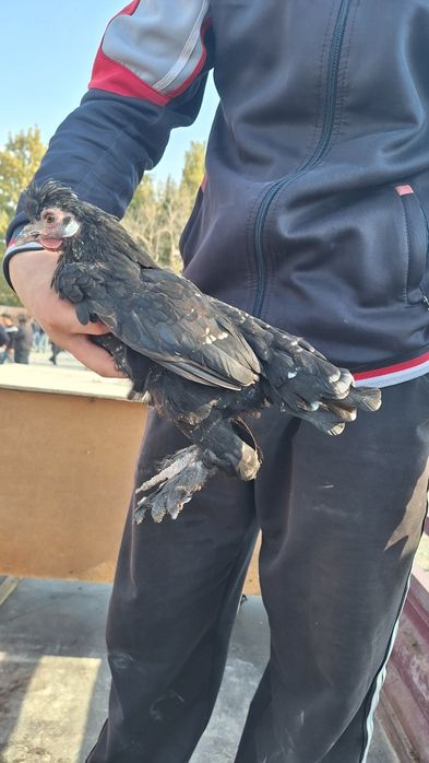 Японча макёнлар сотилади