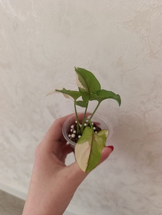 Сингониум Белая Принцесса