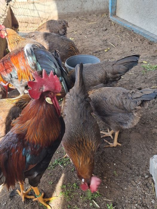 Oua si pui de susex si italieni