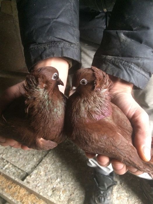 голуби голуби  ...