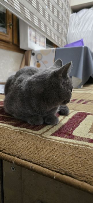 Кошка домашняя )))
