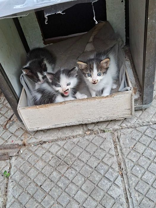 Пидарявам котета