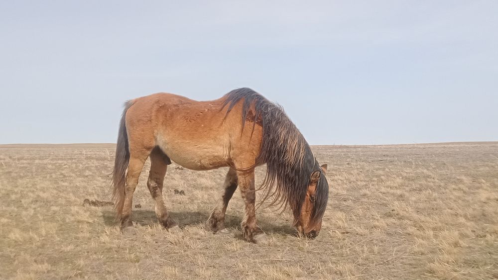 Мз айғыр сатылады