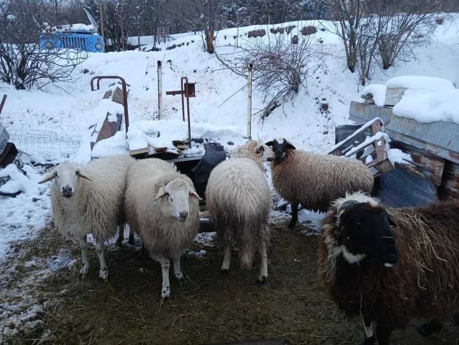Продавам добре отгледани овце