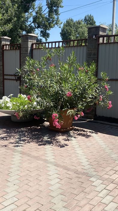 Олеандр / олеандра