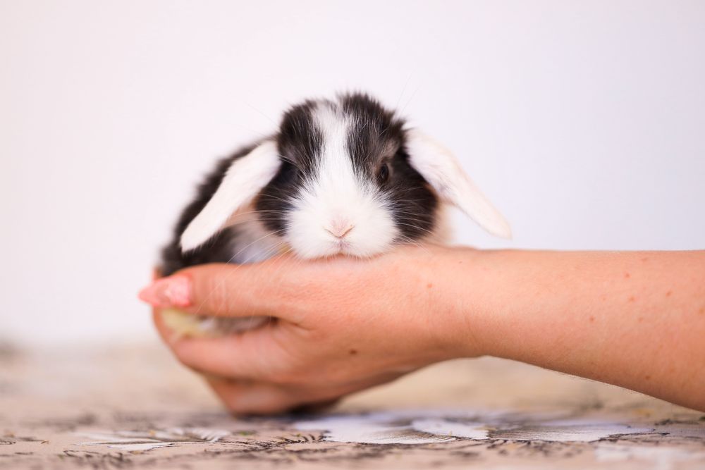 Белые кролики из питомника