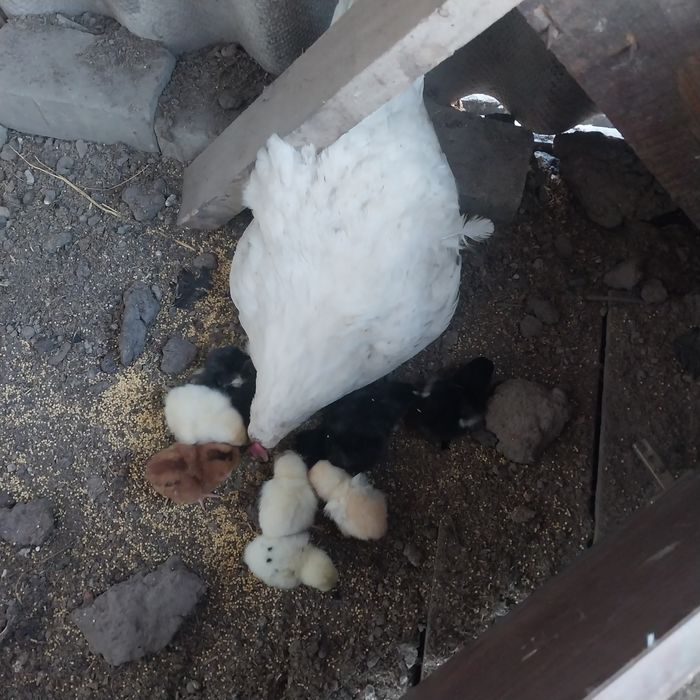 Продам Квочек с цыплятами.