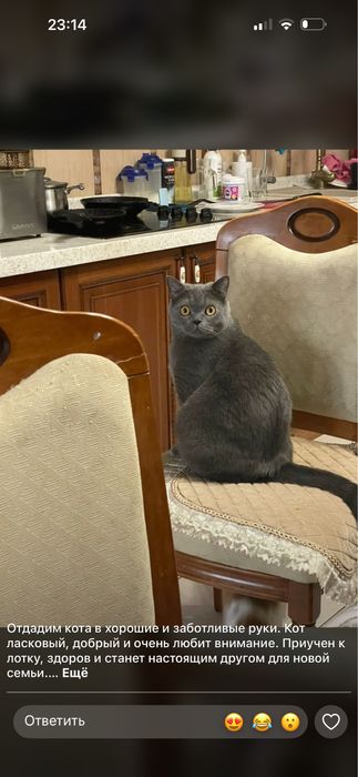 Отдадим кота в добрые руки