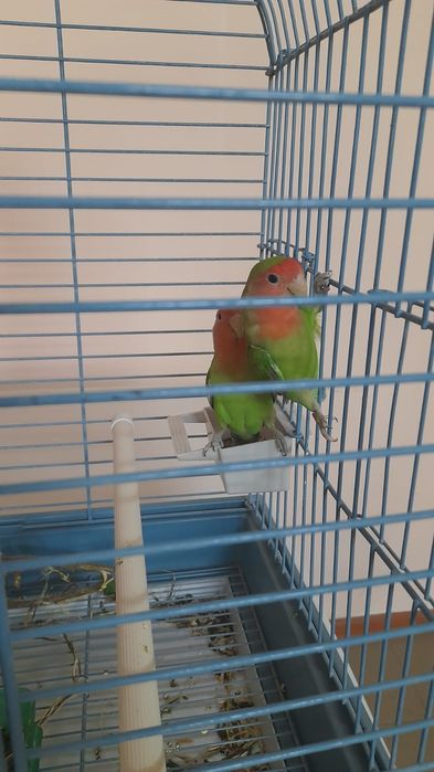 Попугаев Неразлучников