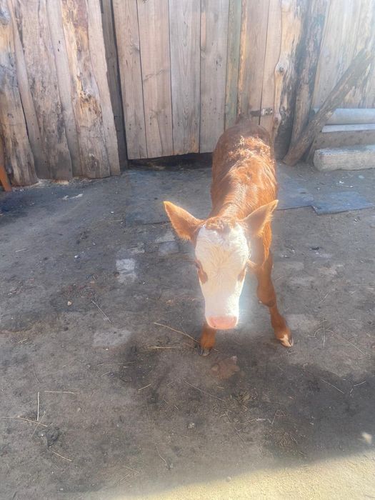 Теленок 2-х недельный