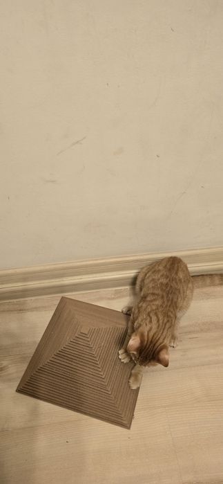 Подарявам прекрасно мъжко рижо котенце – търси любящ дом