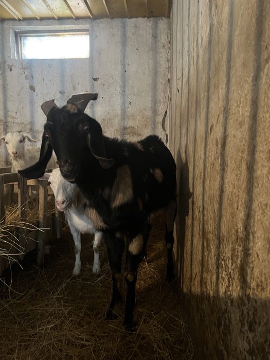 Козел англонубуйскии