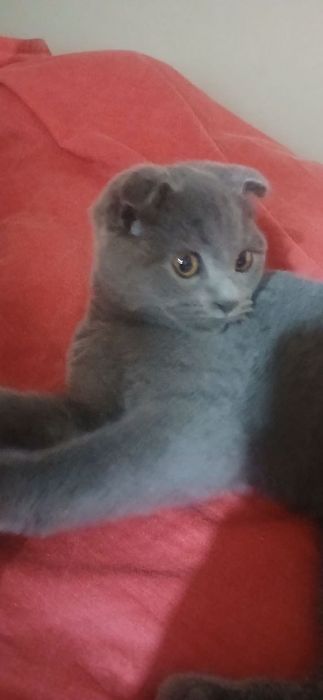 Продается всего пяти месячный кошка благородный породы