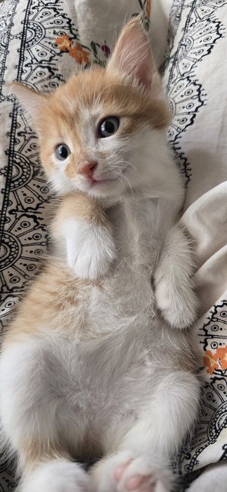 Ищет дом котёнок (девочка)