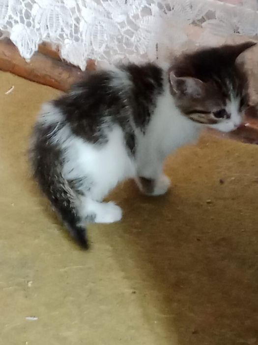 Котята отдам даром